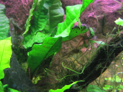 IMG_5468.JPG