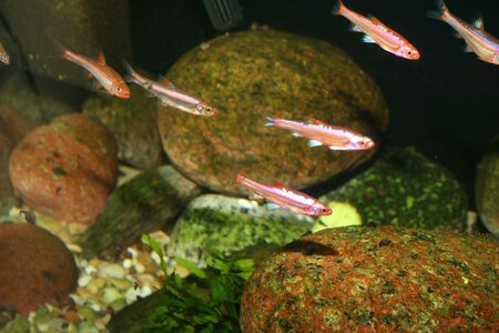 Notropis-5.jpg