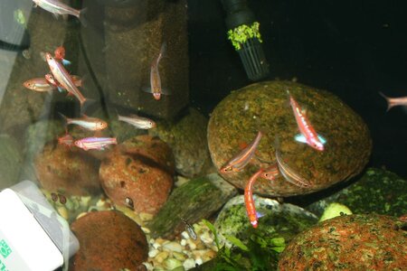 Notropis-8.jpg