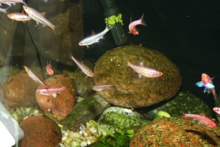 Notropis-3.jpg