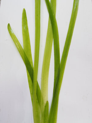 vallisneria.ninh-hai.3.jpg