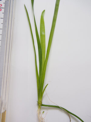 vallisneria.kegale.2.jpg