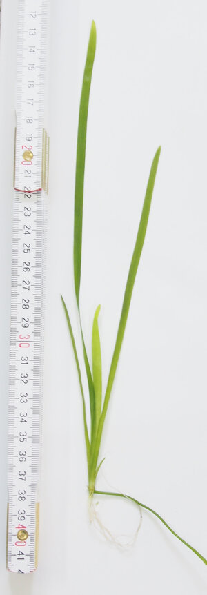 vallisneria.kegale.1.jpg