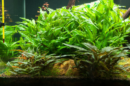 Cryptocoryne-001.jpg