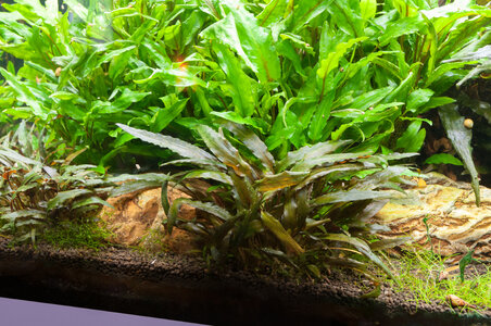 Cryptocoryne-002.jpg