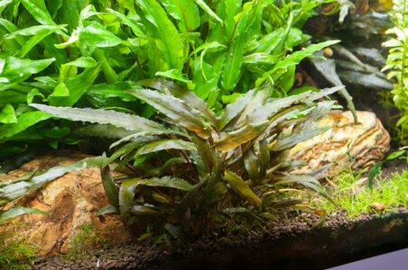 Cryptocoryne-003.jpg